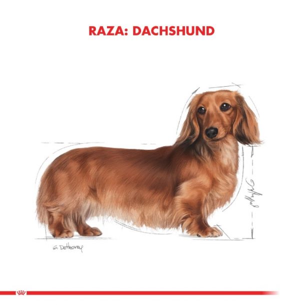 Royal canin dachshund 25kg 2